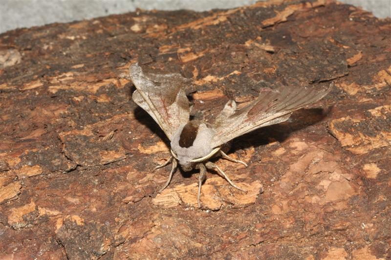 notturna da identificare